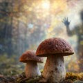 Svi koji pojedu ovu gljivu haluciniraju isto: Naučnici ne mogu da objasne neobičan fenomen