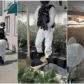 (Video) Otkrivena laboratorija u Batajnici: Uhapšena petočlana kriminalna grupa, policija zaplenila 1.700 biljaka marihuane