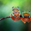 Ženke žaba se prave da su mrtve da se reše mužjaka koji im se ne sviđa