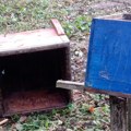Mečka izlomila košnice u pčelinjaku porodice Gojković