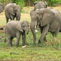Slonovi uginuli od žeđi