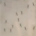 Komarci kao dronovi u borbi protiv denga groznice na Karibima