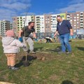 Građanski pokret "Bravo": Sa građanima zasadili 20 sadnica na Limanu