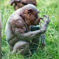 "Šta se njima dogodilo?!" Čuvari u zoo vrtu ostali u šoku kad su ugledali majmune, stručnjaci otkrili tužnu istinu...