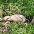 Krvavi pir u selu kod Podgorice, meštani u strahu: Krvoločni šakali upali u tor, zaklali 15 ovaca domaćinu Aleksandru