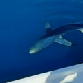 Plava ajkula snimljena u Jadranu kod Petrovca: Može da bude opasna po ljude, važi za predatora