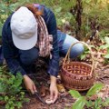 Posle kiše, svi u šumu Sezona "lova" na pečurke je počela, uzimaju 1.000 dinara za kilogram, a u selu na jugu Srbije ima ih na…
