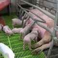 Nova žarišta afričke kuge svinja: Kakva je situacija u Šumadiji?