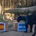 Jaguar odabrao, Španija ili Argentina? Poti odlučio, evo ko osvaja Svetsko prvenstvo (foto)