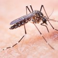 Namnožili se i opasni azijski komarci, a protiv njih je potrebna nova strategija borbe! U Evropi su već izazivali epidemije