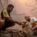 Požari u Grčkoj: Vatrena stihija odnela najmanje 20 života, ljudi pokušavaju da spasu i domaće životinje