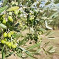 Maslinovo ulje u Hrvatskoj skuplje nego u Španiji, ali nema šta da se ukrade