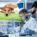 Dramatično: Psi širom SAD umiru od misteriozne bolesti
