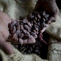 Kakao dostiže rekordne cene zbog suša u zapadnoj Africi, čokoladne bombonjere skuplje i za 50 odsto