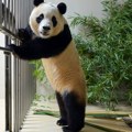 Prva prirodno rođena džinovska panda Fu Bao stigla u Kinu