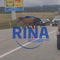 Moglo je biti opasno, da su ishitreno izleteli: Dva konja na trenutak zaustavila saobraćaj na ulasku u centar Zlatibora…