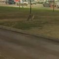 Opasna zver šetala Novim Sadom! Izgledala dezorijentisano, u ovom slučaju može da bude kobna po ljude