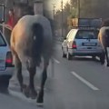 (Video) Jezivo mučenje konja u Kruševcu: Stavio mu ular na glavu, pa vezao za gepek auta i vukao ga po gradu!