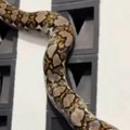 Питон дуг 4,5 метара изазвао панику у комшилуку! Увукао се у кућу, па се заглавио: Снимак његовог извлачења изазива језу…