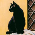 Bluberi se vraća kući – mačak pronađen posle četiri godine u susednoj državi