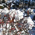 Zabelelo se u Hrvatskoj: Nakon natprosečnih temperatura, napadalo 25 centimetara snega