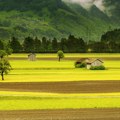 Francuska odobrava farmerima da koriste više pesticida za zaštitu šećerne repe