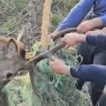 Zapetljao rogove u maline, našli ga izgladnelog i iscrpljenog: Emotivni snimak spasavanja jelena kod Arilja