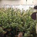 Otkrivena najveća plantaža marihuane u Crnoj Gori,dva lica uhapšena, zaplenjeno 13.000 sadnica