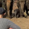 Svirao je gitaru slonovima, a onda je celo krdo krenulo na njega: Ljudi trljaju oči zbog onoga što se desilo posle