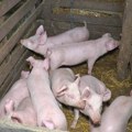 Hoće li zbog afričke kuge poskupeti prasetina? Ovo su aktuelne cene na stočnim pijacama u Srbiji
