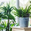 Biljke koje je NASA preporučila da nabavite jer poboljšavaju kvalitet vazduha