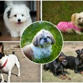 5 најдуговечнијих раса паса: На 1. месту љубимац који се снажно везује за децу