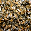 Jeste li već probali “slani med“? Prave ga pčele u Americi zahvaljujući invazivnoj vrsti mušice evo o čemu se zapravo radi…
