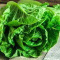 Mislite da je zdrava? Zelena salata može da naškodi ako bolujete od ovih bolesti