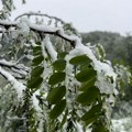 Prizor kod Priboja koji niko ne želi da vidi: Sneg prekrio tek rascvetalo voće