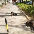 Neodgovornost vlasnika, manjak kontrole i više udomljavanja – Nišlije o zonama zabrane za pse [video-anketa]