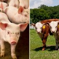 Nestabilne cene žive stoke na kraju septembra: prasad do 400, a telad dostižu i 1.000 dinara za kilogram