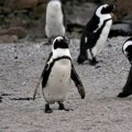 Afrički pingvini: Južnoafrički aktivisti podneli tužbu da bi spasli ugroženu vrstu