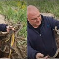 Zmijolovac uveliko u akciji: Lepi dani su na sunce izmamili i zmije, te budite oprezni u šetnji prirodom. Specifičan ujed…