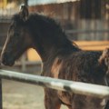 Šumarski inženjer na Suvoj planini spasio napušteno ždrebe: Ne zna se zašto ga je mama napustila, potrebna pomoć za mleko