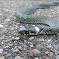 U kući u Begeču otkrili leglo zmija, "niko nije nadležan"