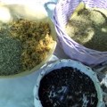 Stara planina: Na Ivanjdan - beru se lekovite trave