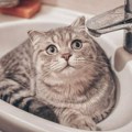 Kuca, maca, zeka: Deo porodice ili hrana?