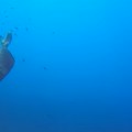 Prelepa statua Isusa Hrista na morskom dnu je jedna od najvećih atrakcija Mediterana Ronioci iz celog sveta dolaze da je vide