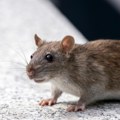 PACOVI po gradu nova muka Kragujevčana - Evo kome mogu da se obrate za pomoć