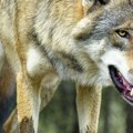 „Vuk je otvorio čeljust da je ščepa za struk, jedan čovek nas je spasao” Srpska porodica preživela horor u Neos Marmarasu, a…