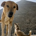 Au, pa da li je ovo moguće? Misteriozni pas izazvao haos u Egiptu - niko nema pojma kako je dospeo na vrh piramide! (video)