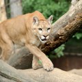 Filmska potera u Poljskoj: Puma uspavana strelicom i uhvaćena posle višednevne potrage