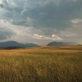 Poljoprivrednici: Žetva pšenice u Srbiji mogla bi da počne posle 10. jula, ako je kiša ne odloži