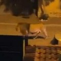 Drama u rimu! Lav pobegao iz cirkusa, policija ga lovi: Građani upozoreni da ne izlaze, zver snimljena kako šeta (video/foto)